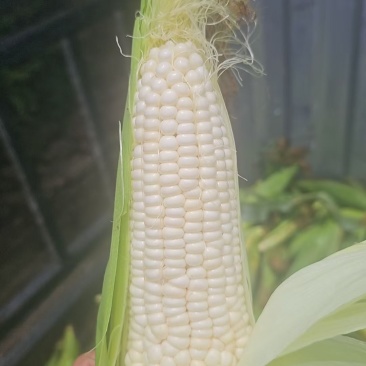 甜糯玉米