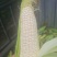 甜糯玉米