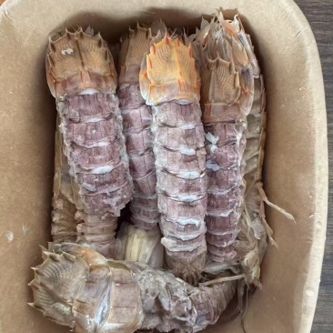 熟冻带壳皮皮虾