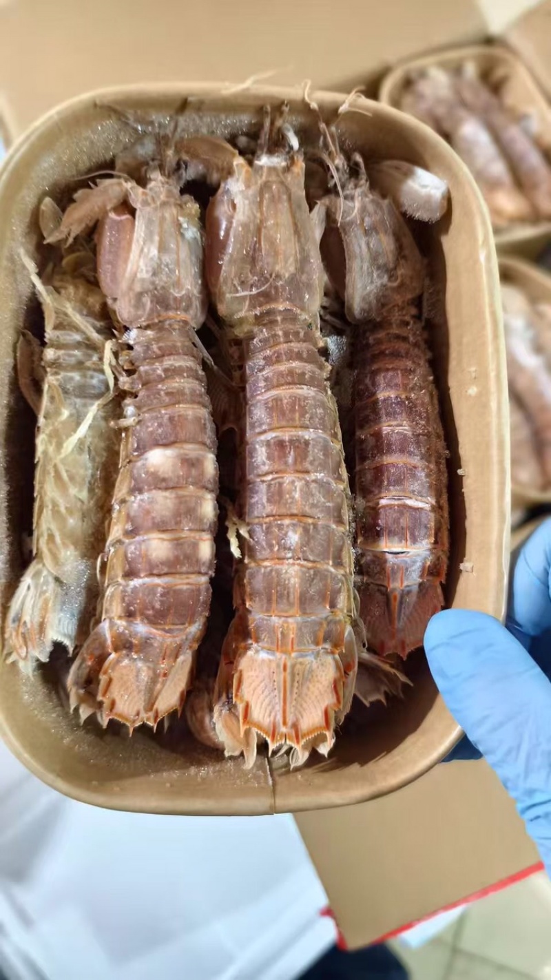 熟冻带壳皮皮虾
