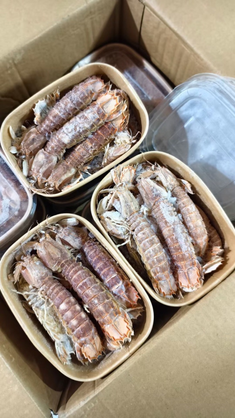 熟冻带壳皮皮虾