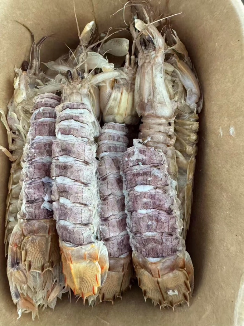 熟冻带壳皮皮虾