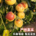 冬枣一件代发，对接各大平台，电商，商超