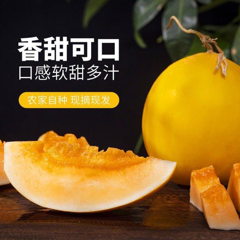 【沙漠直发】甘肃民勤沙漠黄金蜜瓜金红宝原产地