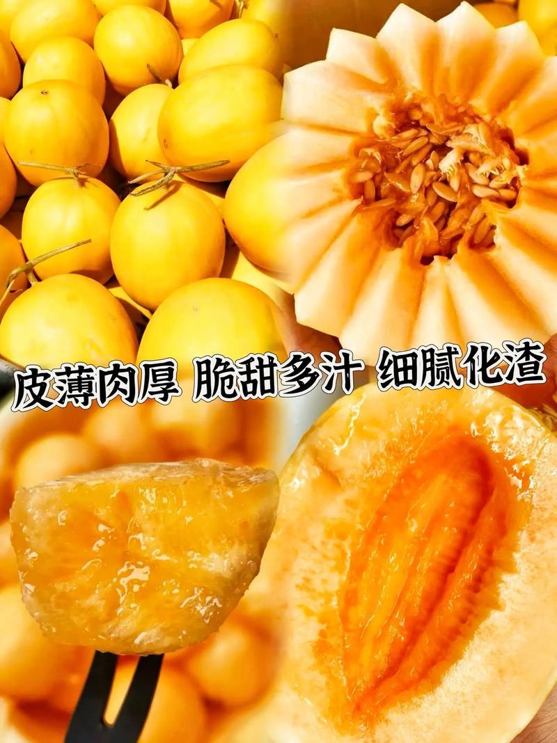 【沙漠直发】甘肃民勤沙漠黄金蜜瓜金红宝原产地