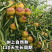 冬枣一件代发，对接各大平台，电商，商超