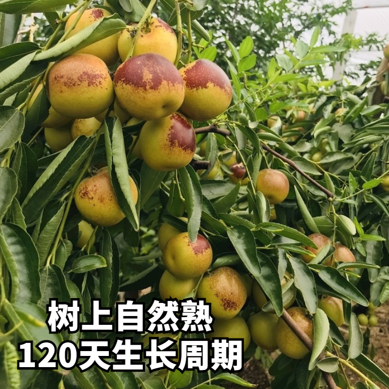 冬枣一件代发，对接各大平台，电商，商超