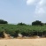 香茗一线天，辣椒，基地采购地头价出货