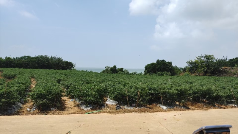 香茗一线天，辣椒，基地采购地头价出货