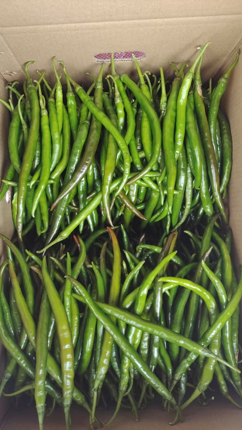 香茗一线天，辣椒，基地采购地头价出货