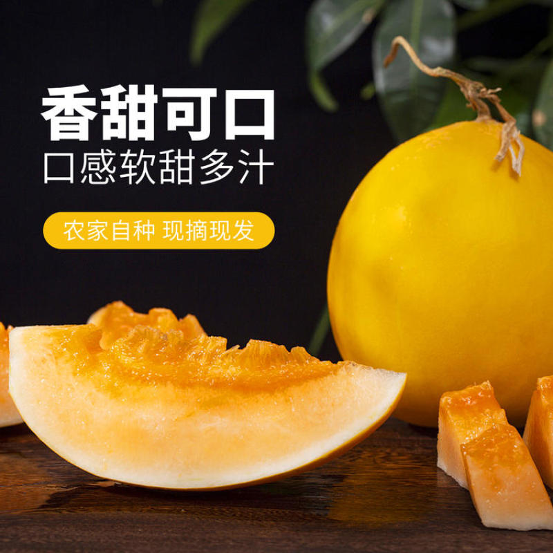【沙漠直发】甘肃民勤沙漠黄金蜜瓜金红宝原产地