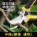 园林不锈钢省力果树剪刀修枝剪花剪粗枝剪园艺工具树枝剪花枝剪刀