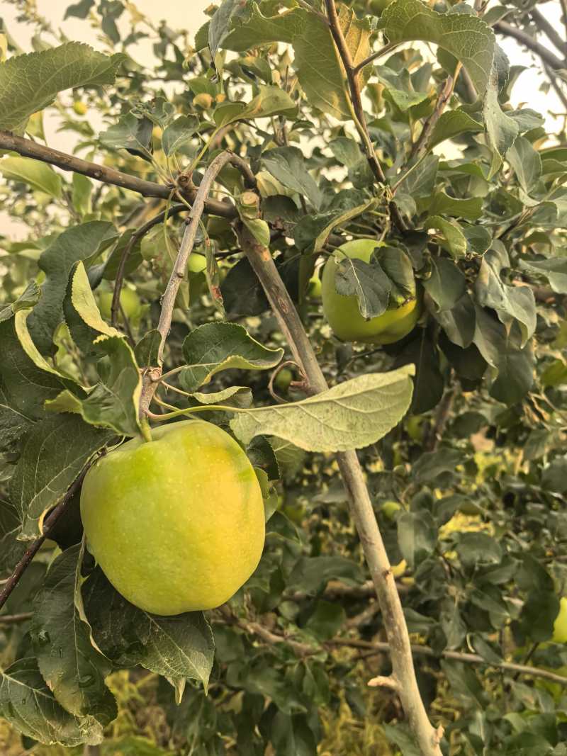 青苹果已上市，需要的老板可以联系我！