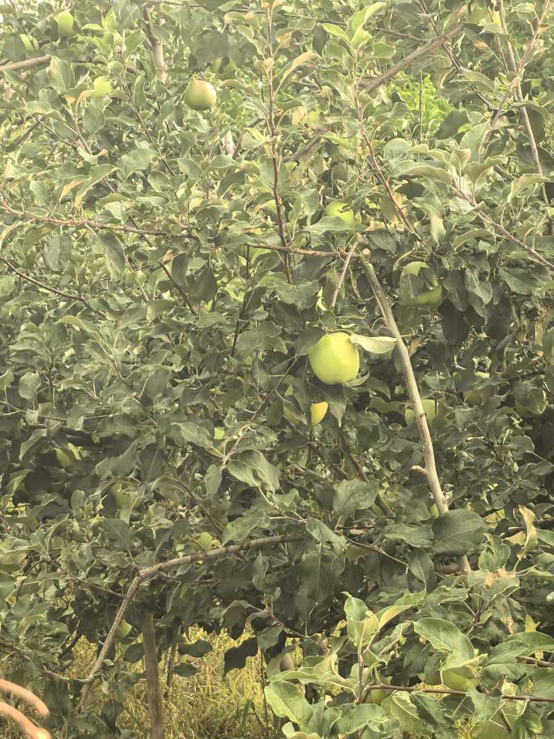 青苹果已上市，需要的老板可以联系我！