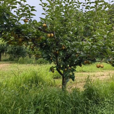 翠冠梨