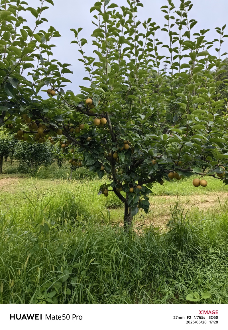 翠冠梨