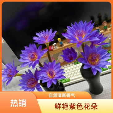 暑假超值福利鲜花紫色睡莲包邮水培基地直销