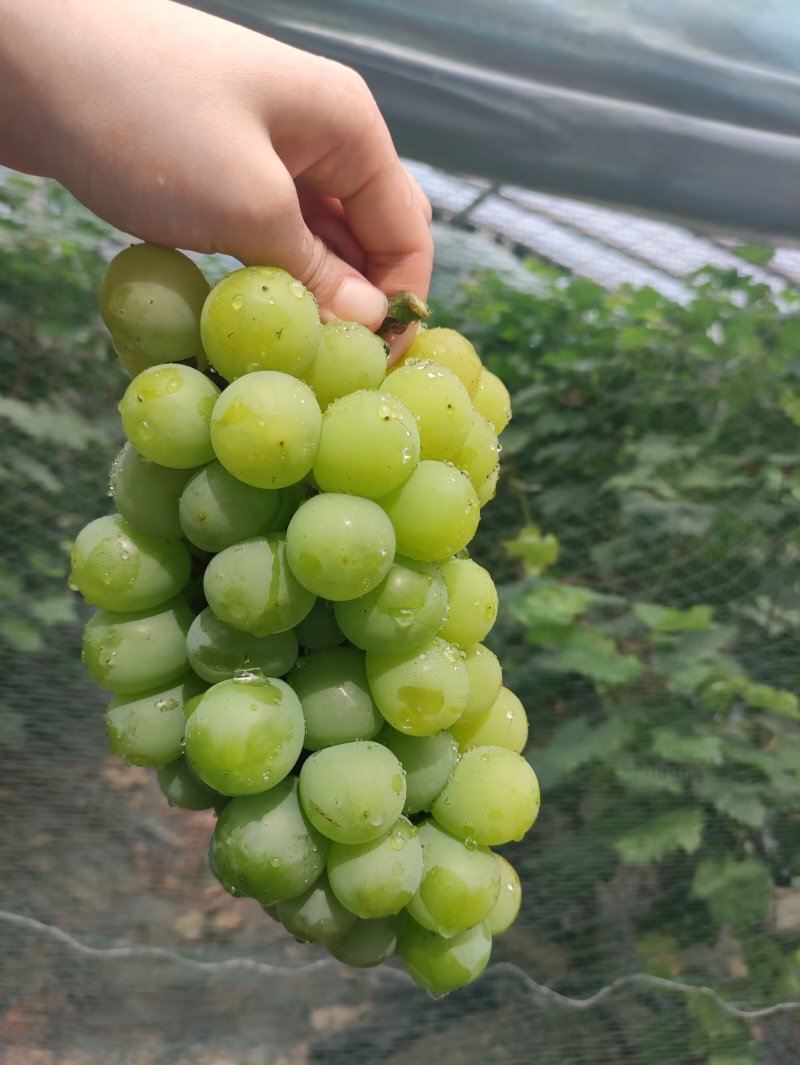 香芋葡萄