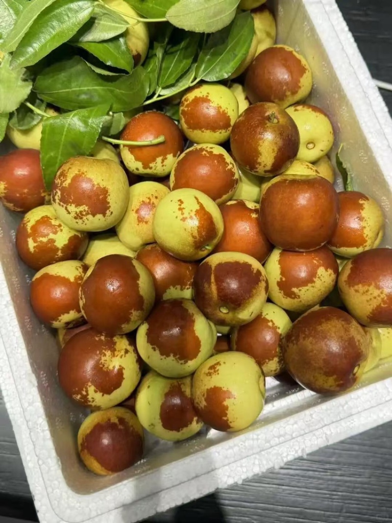 陕西大荔冬枣鲜枣大量上市一手货源价格美丽