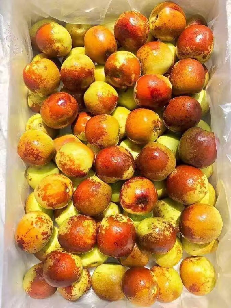 陕西大荔冬枣鲜枣大量上市一手货源价格美丽