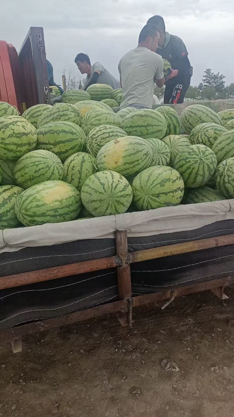 【精选】金花一号西瓜定边西瓜产地直发一手货源价格便宜