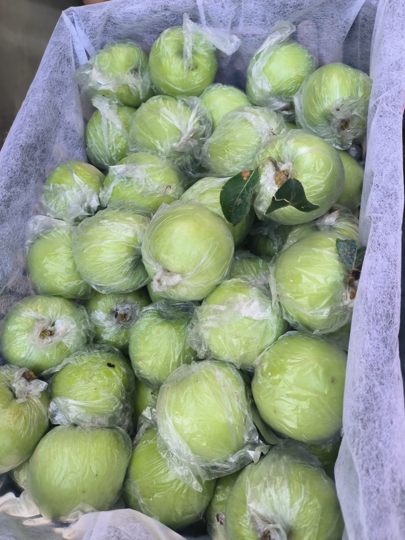 江苏丰县大沙河红富士苹果美八苹果大量有货产地直供