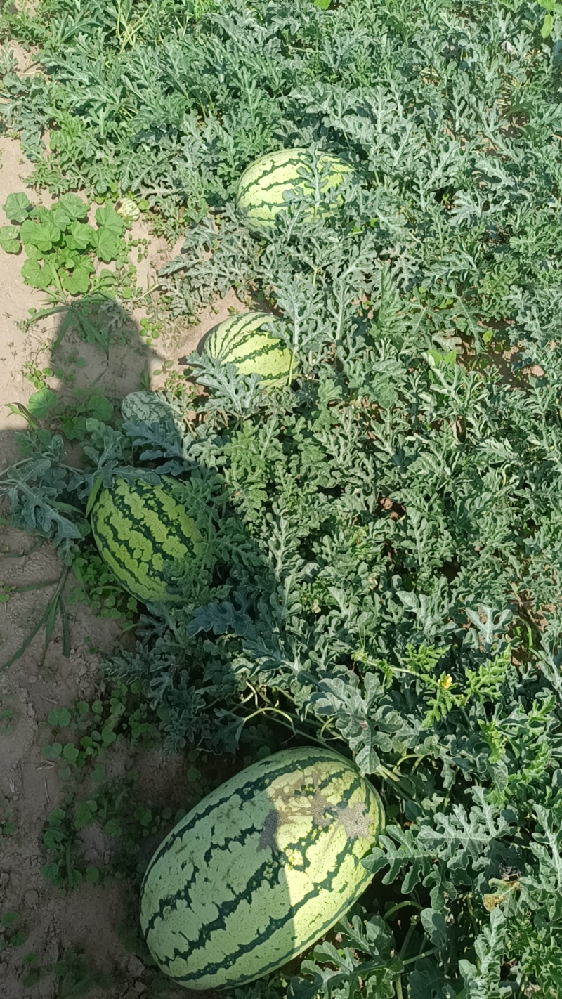 西瓜金花系列西瓜大量上市质量优欢迎来电洽谈