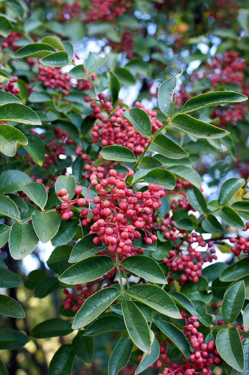 陕西新鲜红花椒湿花椒