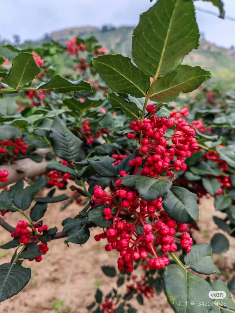 陕西新鲜红花椒湿花椒