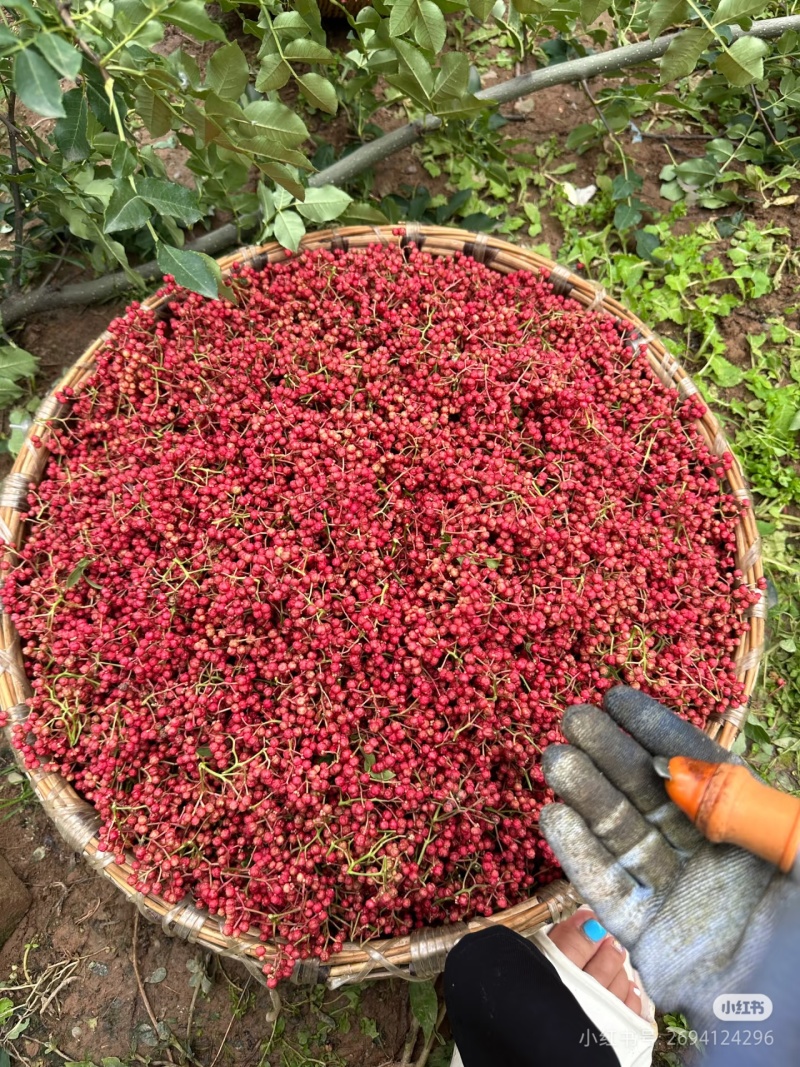 陕西新鲜红花椒湿花椒
