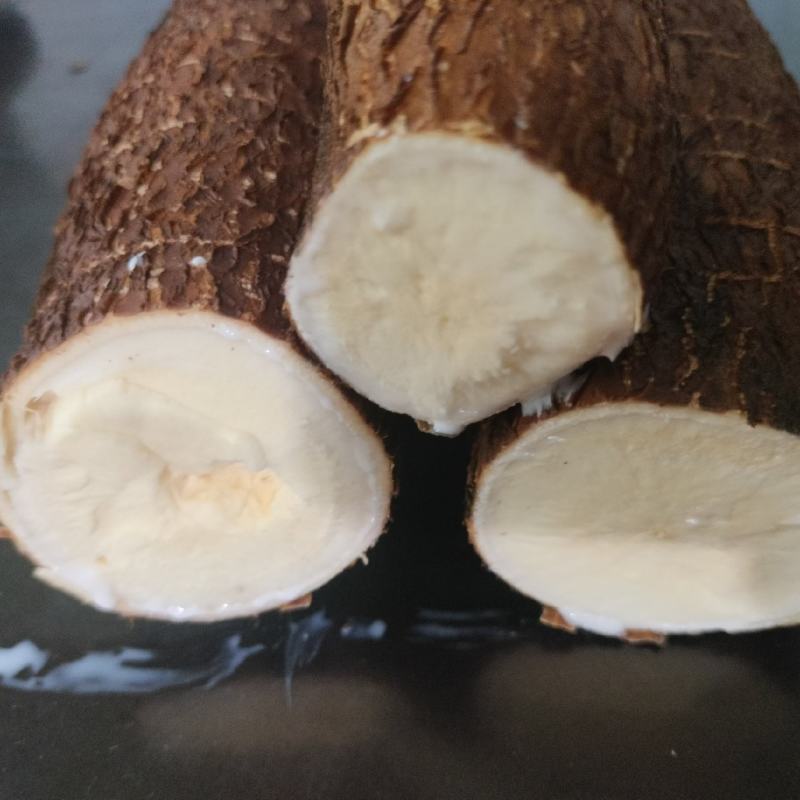 黄心木薯华南9号常年供货现挖现发