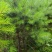 樟子松