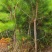 樟子松