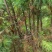 樟子松