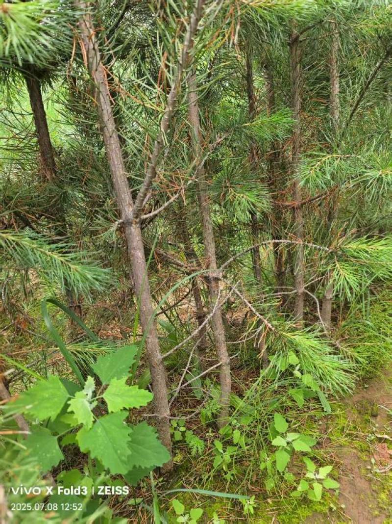 樟子松
