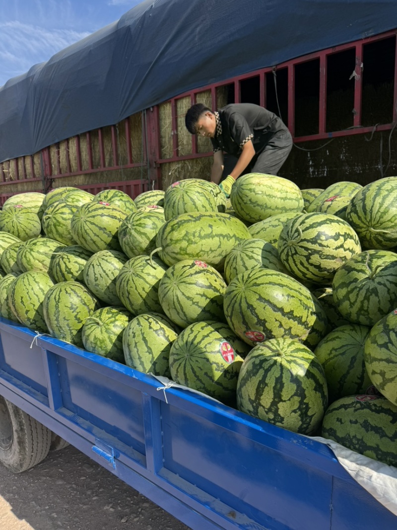 【西瓜】宁夏硒砂瓜，口感细腻，个头均匀，质量保证