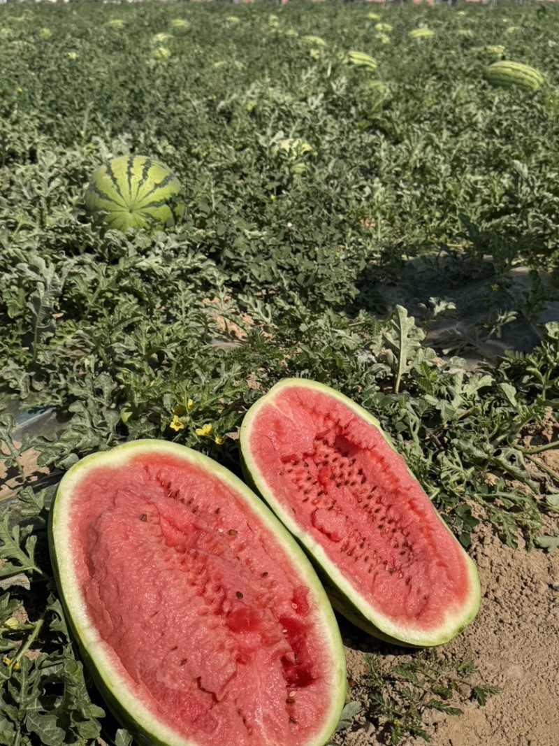 【西瓜】宁夏硒砂瓜，口感细腻，个头均匀，质量保证