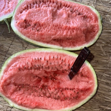 【宁夏】硒砂瓜🍉大量有货，质量三包，价格美丽，口感好