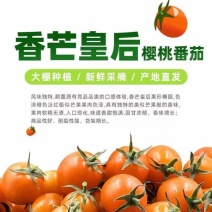 大凉山高山种植，“香芒皇后樱桃番茄”，纯甜多汁，耐运输，