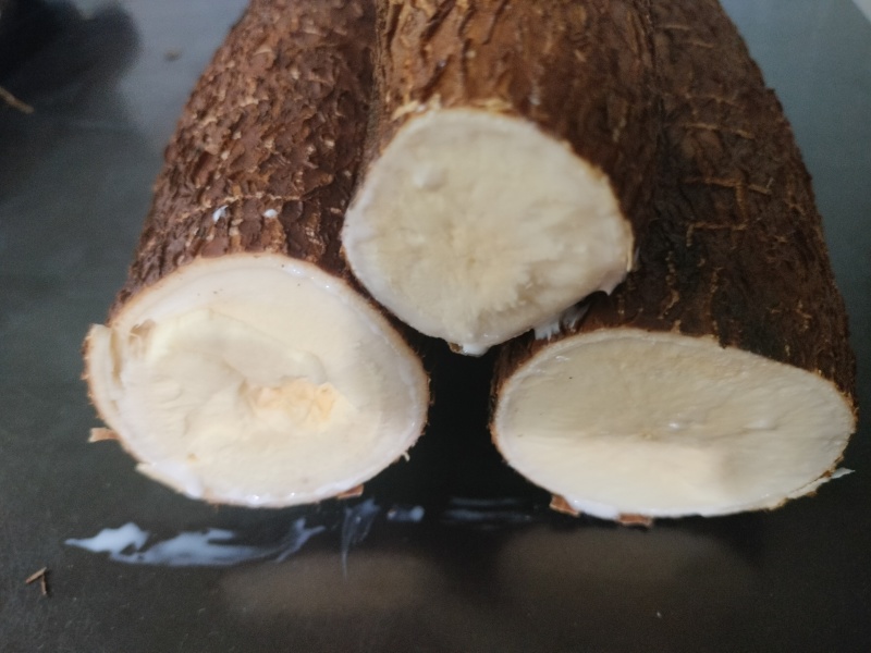 黄心木薯华南9号常年供货现挖现发
