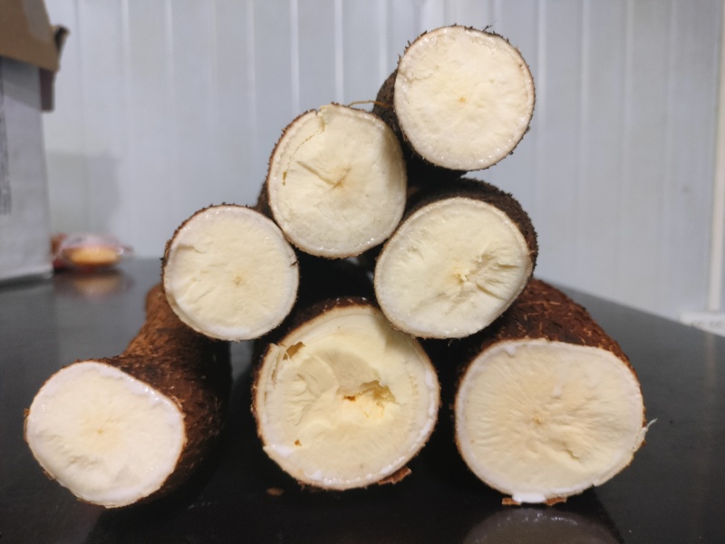 黄心木薯华南9号常年供货现挖现发