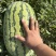 【宁夏】硒砂瓜🍉大量有货，质量三包，价格美丽，口感好
