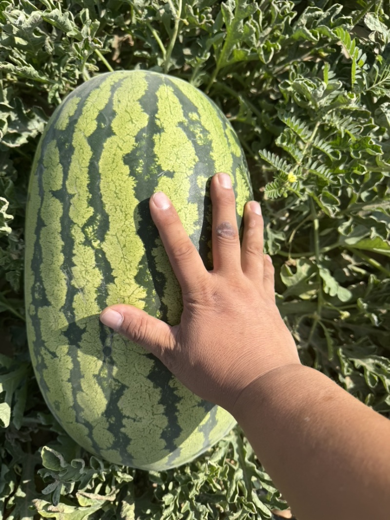 【宁夏】硒砂瓜🍉大量有货，质量三包，价格美丽，口感好