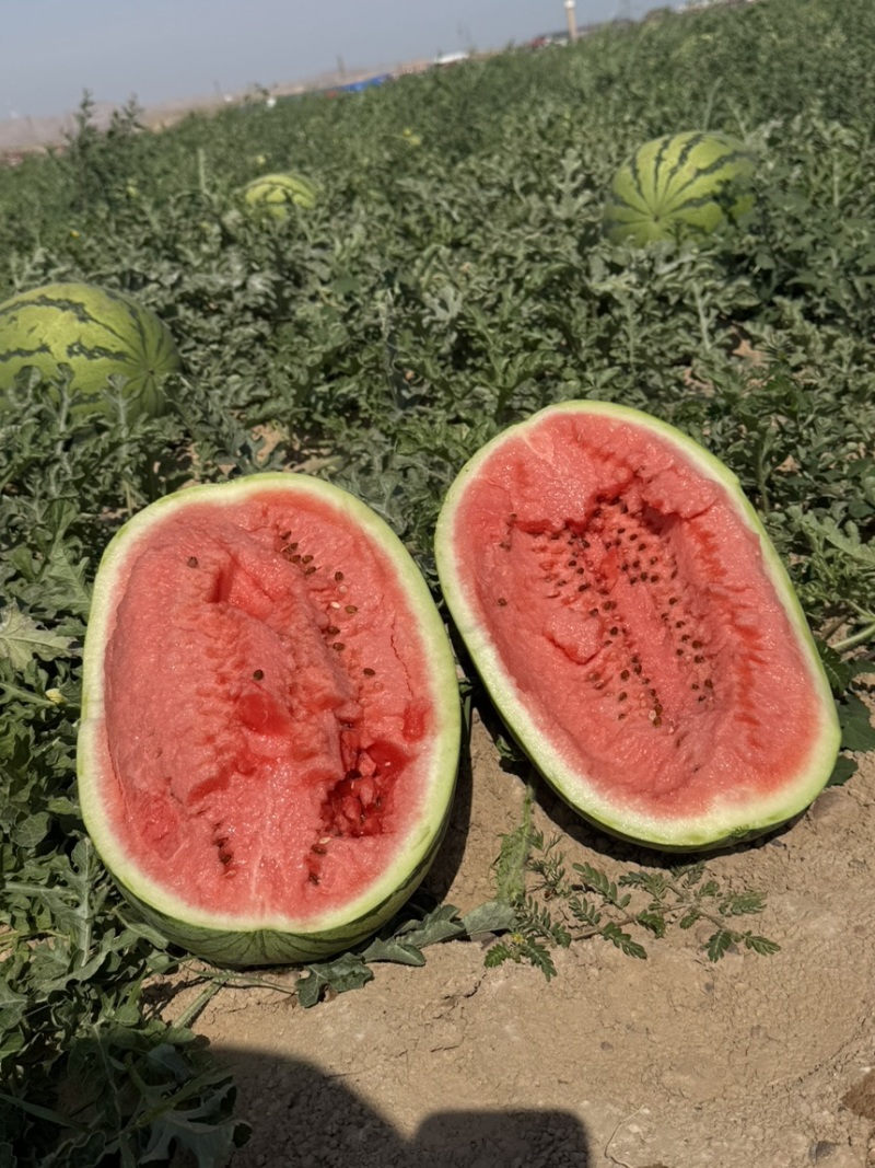 【宁夏】硒砂瓜🍉大量有货，质量三包，价格美丽，口感好