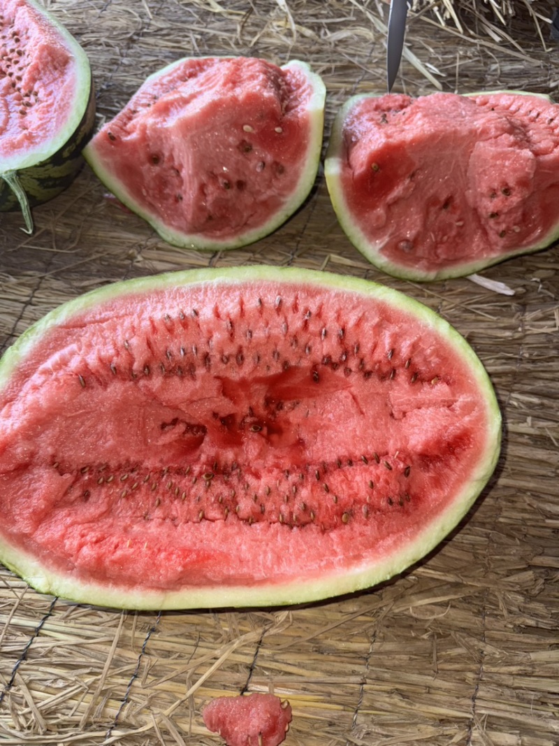 【宁夏】硒砂瓜🍉大量有货，质量三包，价格美丽，口感好