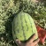【宁夏】硒砂瓜🍉大量有货，质量三包，价格美丽，口感好