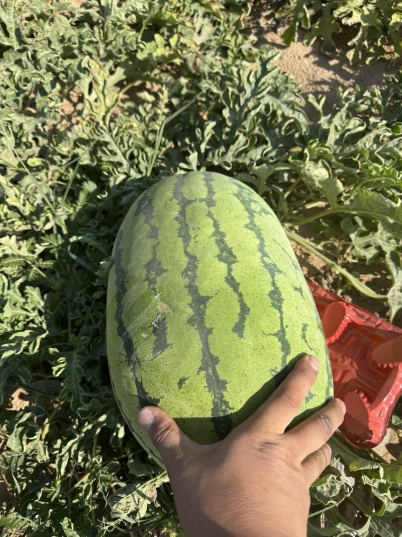 【宁夏】硒砂瓜🍉大量有货，质量三包，价格美丽，口感好