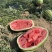【宁夏】硒砂瓜🍉大量有货，质量三包，价格美丽，口感好