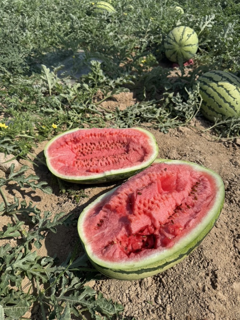【宁夏】硒砂瓜🍉大量有货，质量三包，价格美丽，口感好