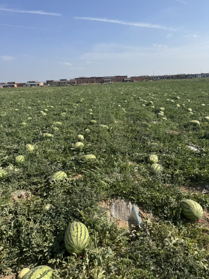 【宁夏】硒砂瓜🍉大量有货，质量三包，价格美丽，口感好